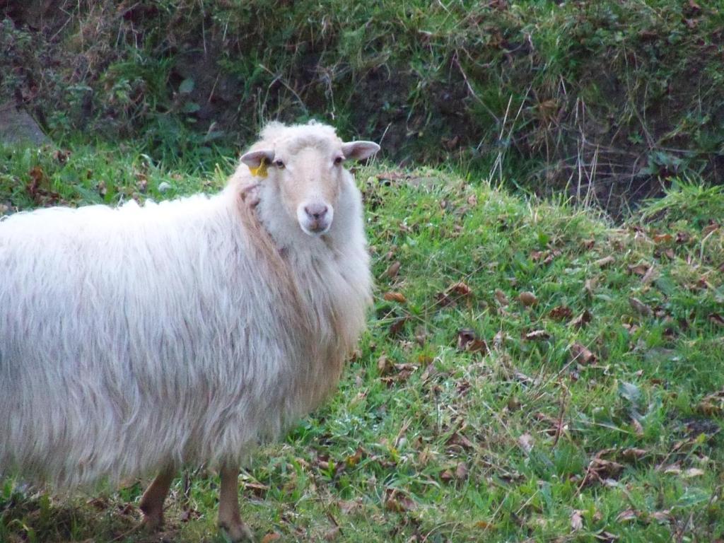 Agroturismo Iturbe Axpe de Busturia Pokoj fotografie
